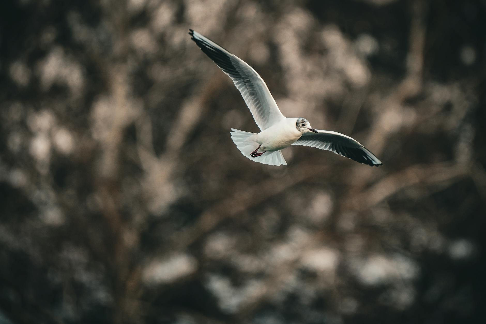 seagull in flight against blurred background