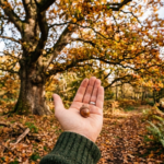 A hand holding a tiny acorn in front of an ancient oak tree